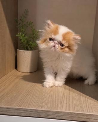 Cucciola di gatto persiano