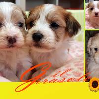 Cuccioli di BICHON HAVANESE