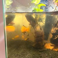 Pesce