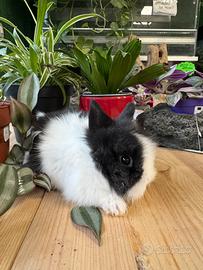 Coniglio nano e coniglio nano olandese