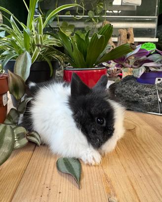 Coniglio nano e coniglio nano olandese