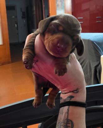 Bassotto choco con pedigree enci