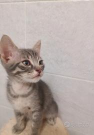 Micina grigia tigrata 2 mesi