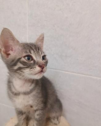 Micina grigia tigrata 2 mesi