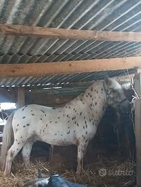 Poni maschio
