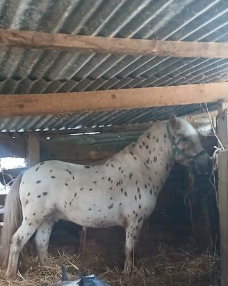 Poni maschio