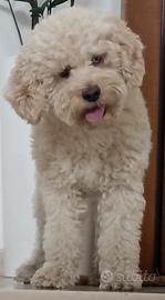 Piccolo lagotto