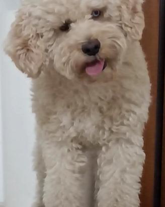 Piccolo lagotto