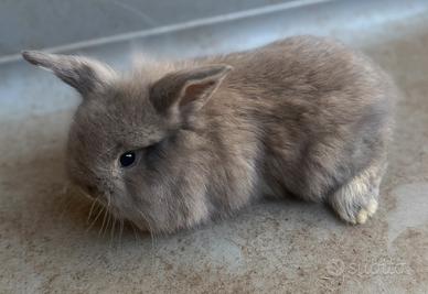 Coniglio nano Testa di Leone