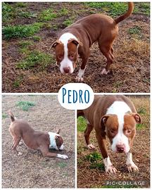 Pedro un cagnolone dolce e giocherellone