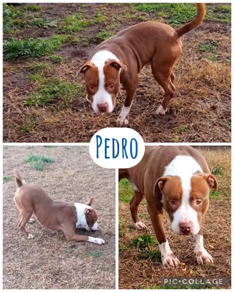 Pedro un cagnolone dolce e giocherellone