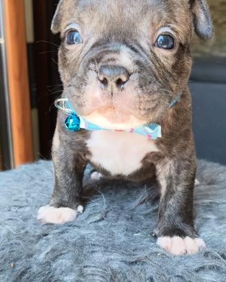 Americabulypoket con pedigree