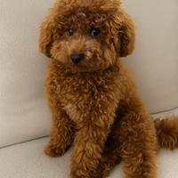 Barboncino toy disponibile per monta/accoppiamento