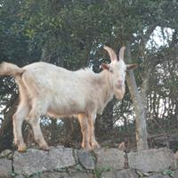 Becco saanen di 1 anno