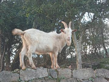 Becco saanen di 1 anno