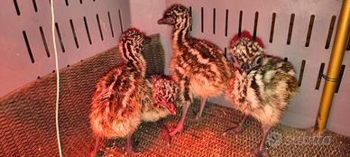 Cuccioli di emu
