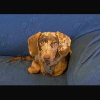 Bassotto Arlecchino cioccolato