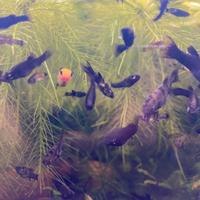 Molly pesci tropicali