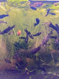 Molly pesci tropicali