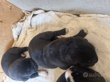 Cuccioli di cane