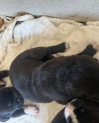 Cuccioli di cane