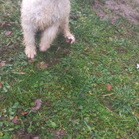 Lagotto romagnolo