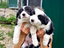 Immagine 24