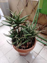 piante succulente aloe e crassula