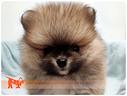 cuccioli-di-spitz-tedesco-nano