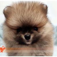 Cuccioli di SPITZ TEDESCO NANO