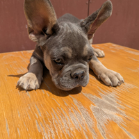 Bulldog francese cuccioli