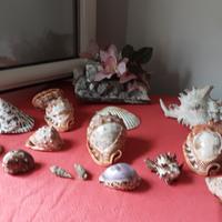 conchiglie  da collezione leggere descrizione 