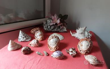 conchiglie  da collezione leggere descrizione 