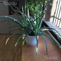 Piante aloe vera