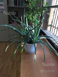 Piante aloe vera