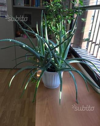 Piante aloe vera
