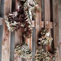 Rocce Acquario Marino