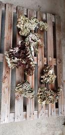 Rocce Acquario Marino