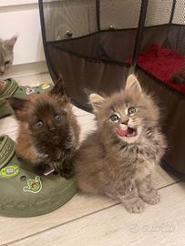 Cuccioli Maine coon