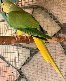 Coppia parrocchetto dal collare