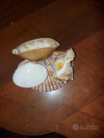 Conchiglia mare