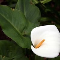 Zantedeschia (Calla) - SEMI