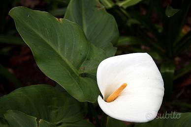 Zantedeschia (Calla) - SEMI