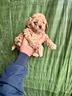 maltipoo