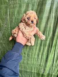 Maltipoo