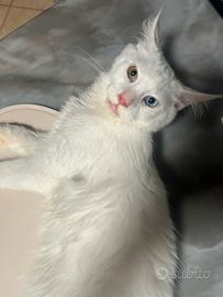 Cuccioli di Maine Coon uno con occhi impari ?