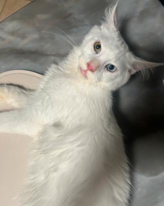 Cuccioli di Maine Coon uno con occhi impari ?