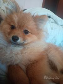 Spitz maschio