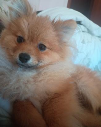 Spitz maschio