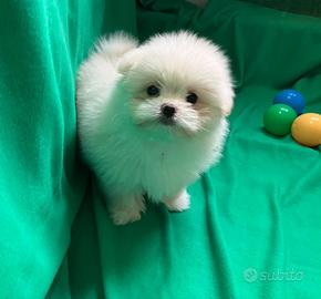 Cucciolo di Maltipoo